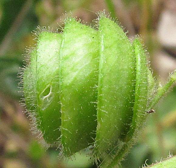 medicago-scutellata11439.jpg