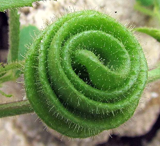 medicago-scutellata11441.jpg