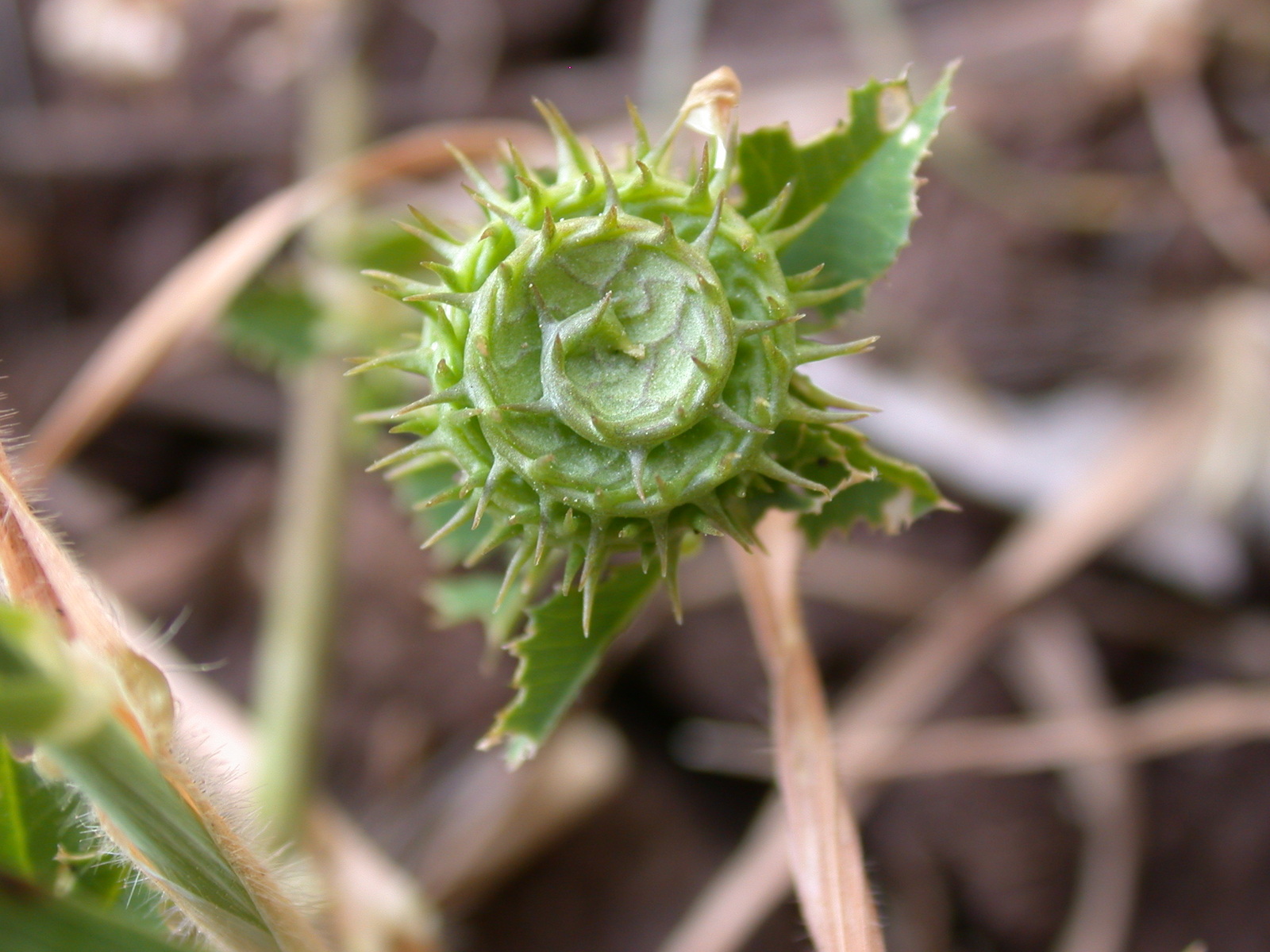 Medicago_granadensis_2.jpg