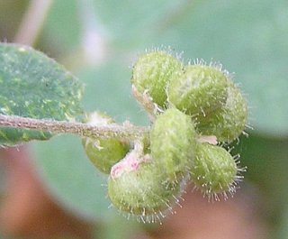medicago_lupulina2.jpg