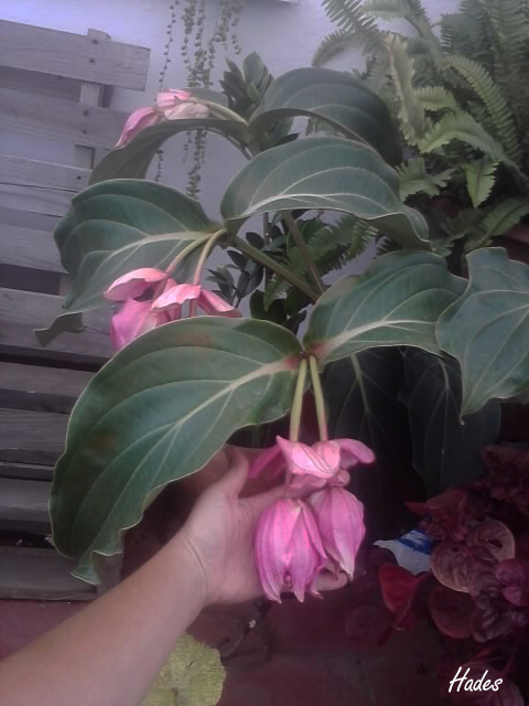 medinilla.jpg