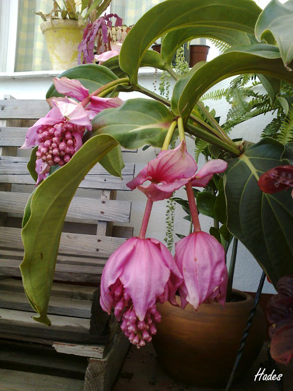 medinilla.jpg