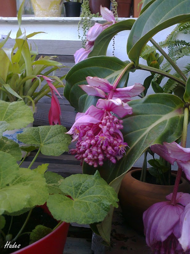 medinilla.jpg