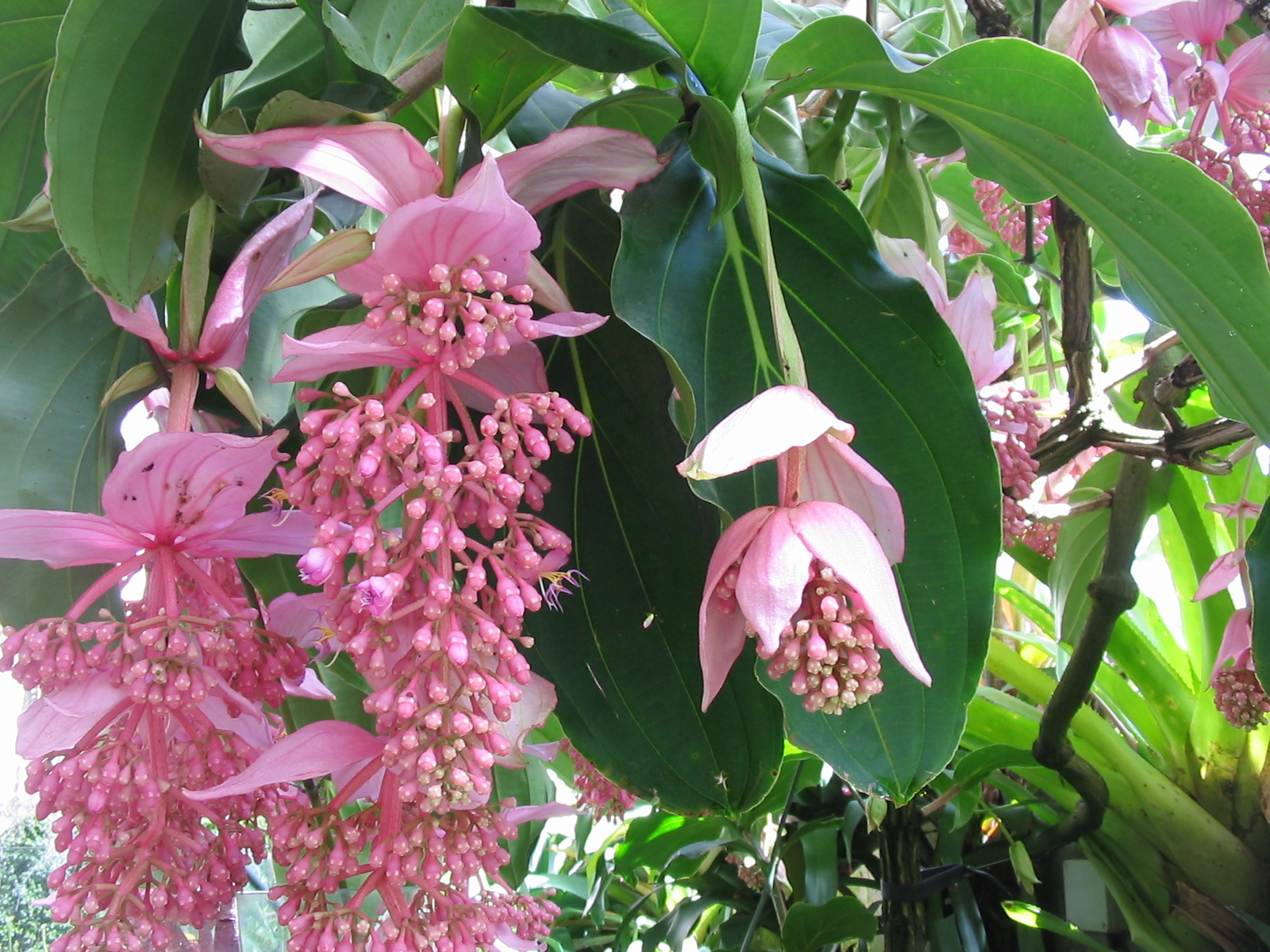 Medinilla_magnifica_flor.jpg