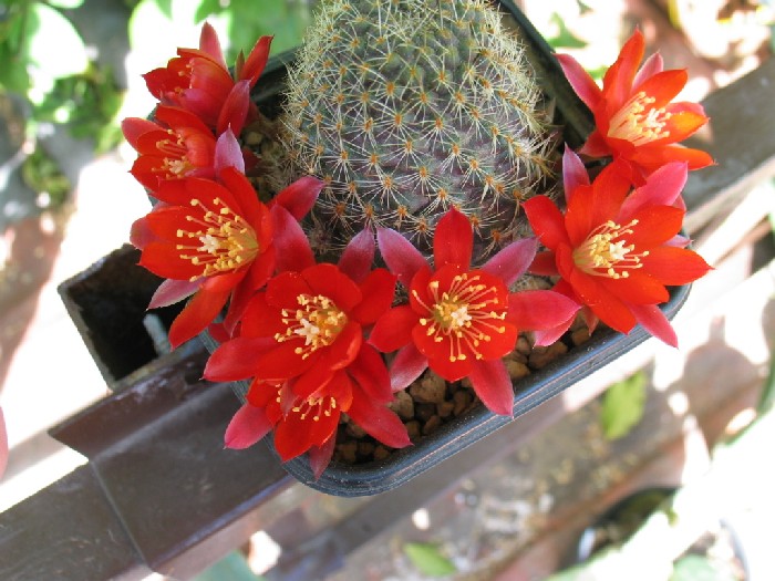 mediolobivia_huarensis.JPG