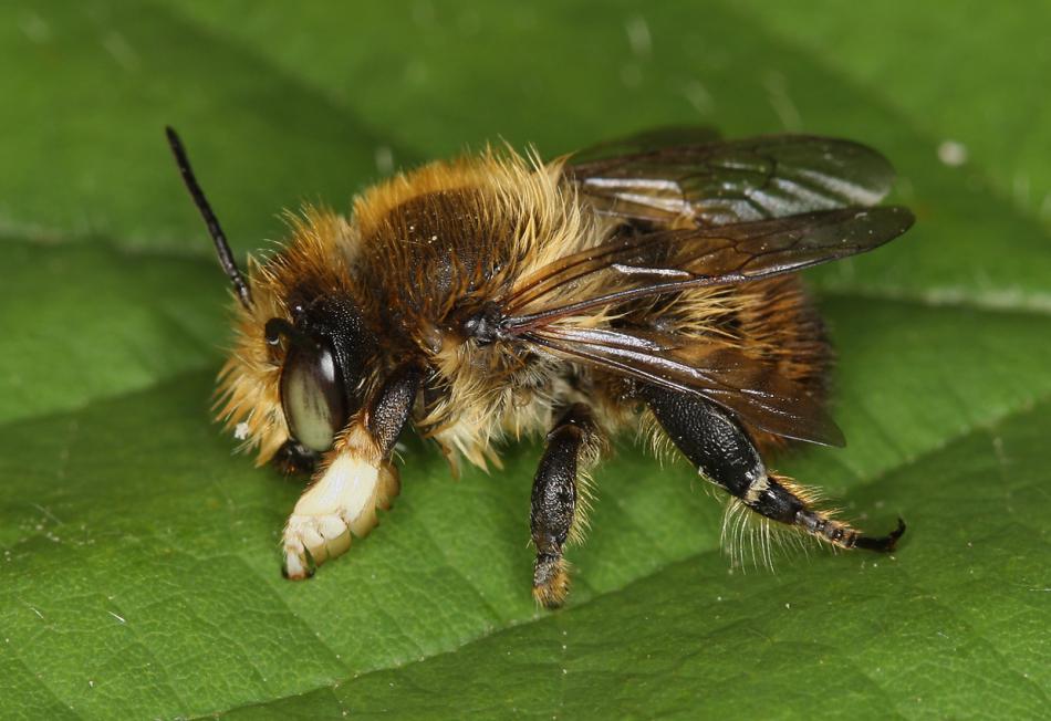 megachile%20maritima%20male%207Z0T9960.JPG