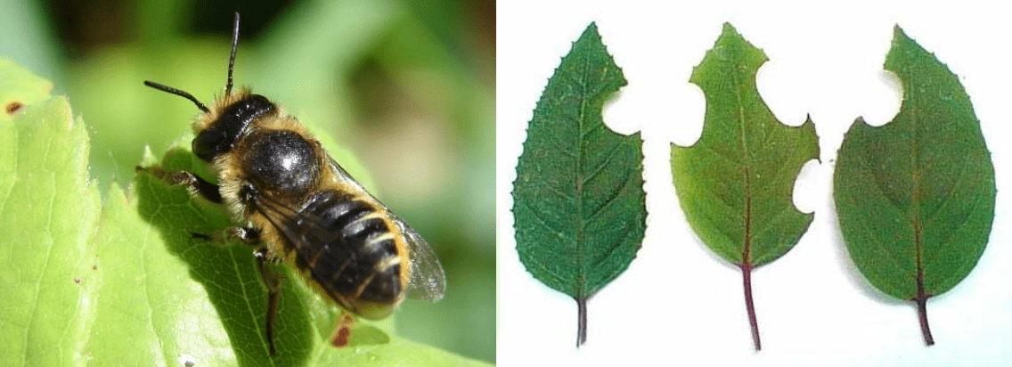 megachile-centuncularis-min.png