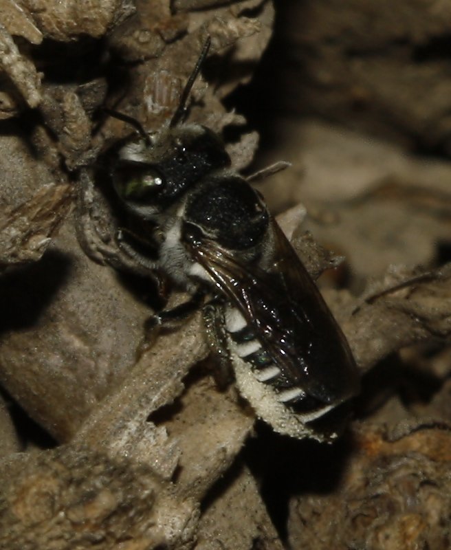 Megachile_3269.jpg