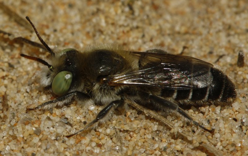 Megachile_5438.jpg