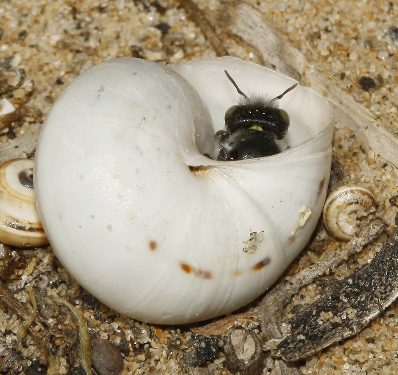 Megachile_5445.jpg