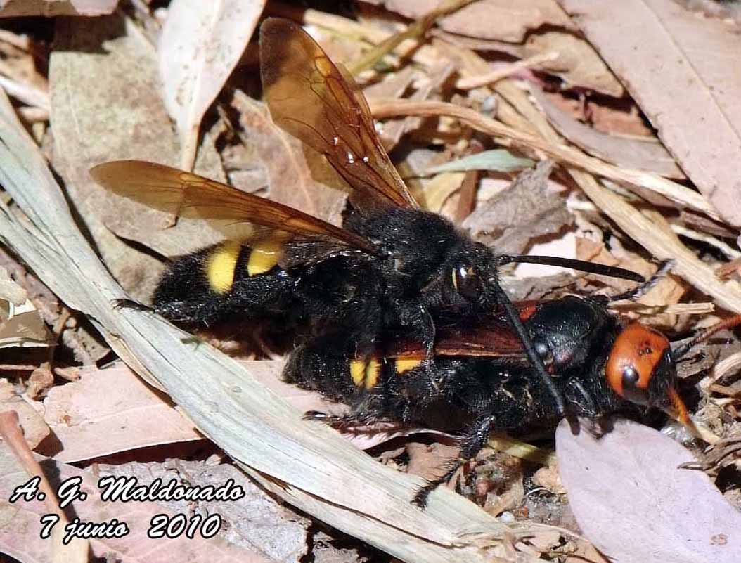 Megascolia%20maculata.jpg