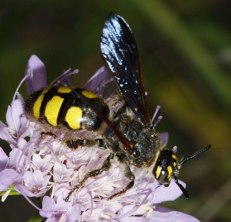 Megascolia_3068.jpg