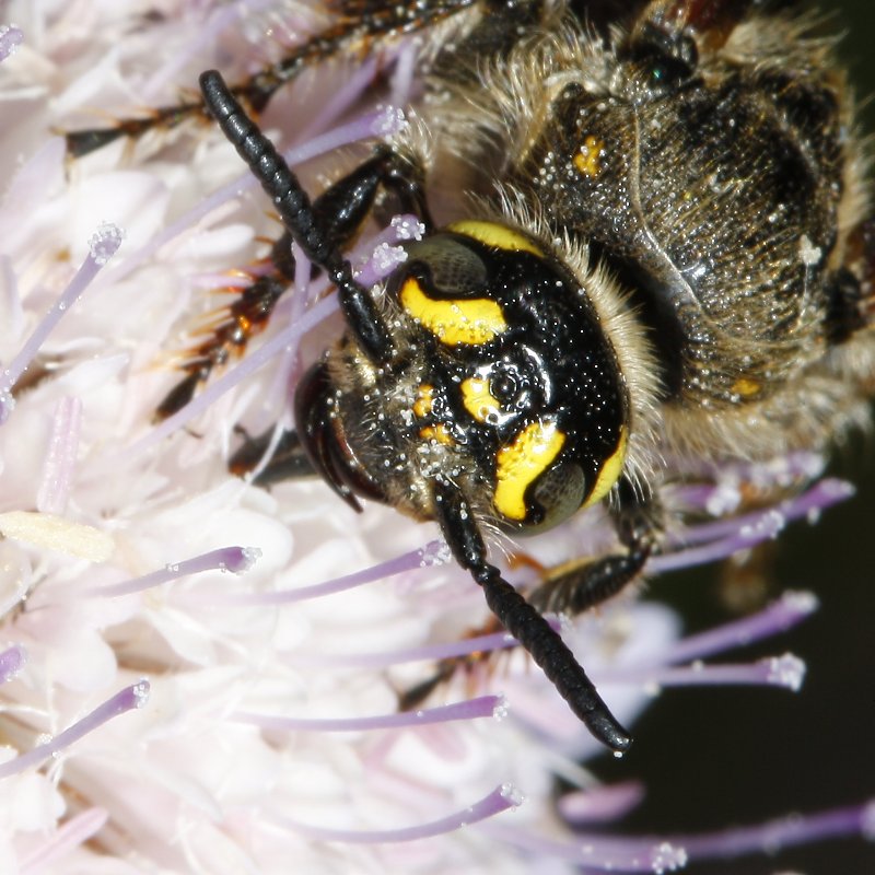 Megascolia_3071.jpg