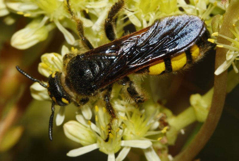 Megascolia_3120.jpg