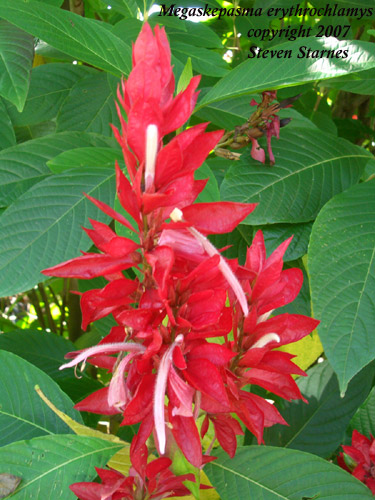 Megaskepasma_erythrochlamys.jpg