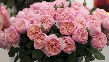 Meidysouk-12_9445_Web.jpg