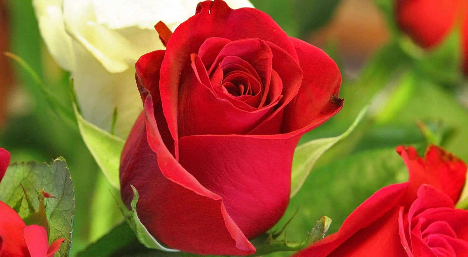 Hermosa Funda Teléfono Flores Rosas: Regalo Perfecto - Temu