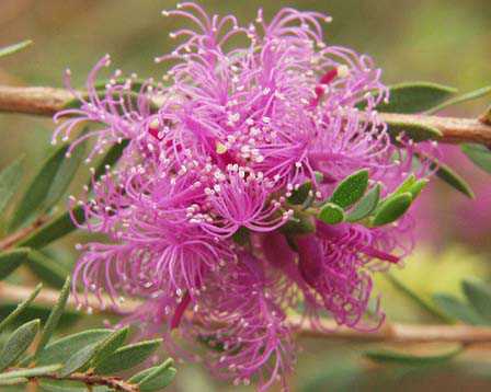 Melaleuca-thymifolia2.jpe