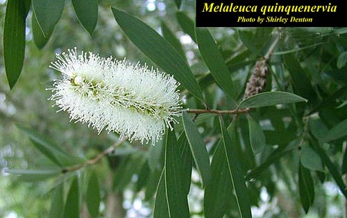 Melaleuca_quinq_fl_SD.jpg