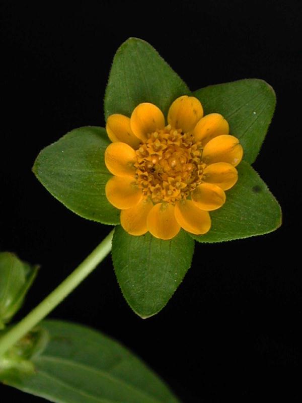 melampodium-perfoliatum-cabezuela.jpg