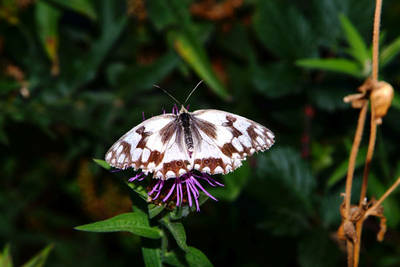 Melanargia-lachesis.jpg