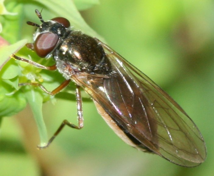 Melanostoma%20scalare%205.jpg
