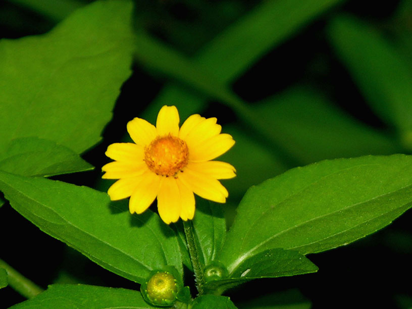 melanpodium_divaricatum_2161_03.jpg