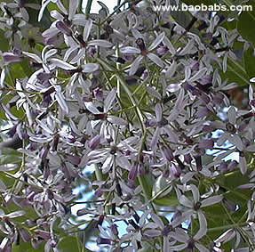 MELazeFLS01.jpg