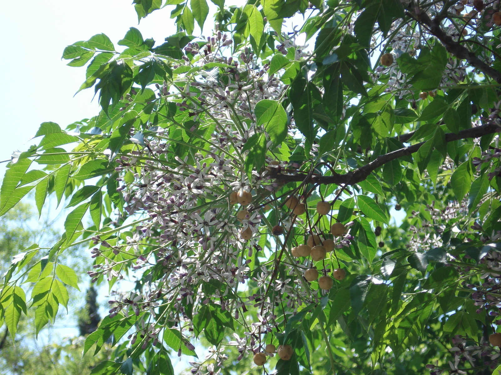 Melia_azedarach_02.JPG