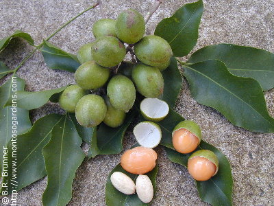 melicoccus_bijugatus_sasa_small.jpg