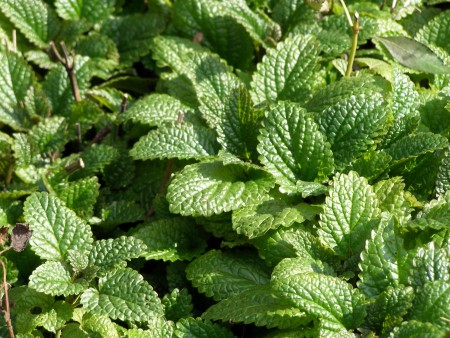 MELISSA%20OFFICINALIS%201.jpg