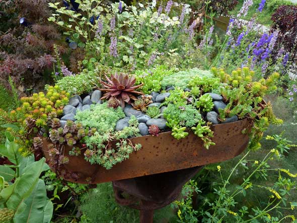 Mellosucculentplanter.jpg