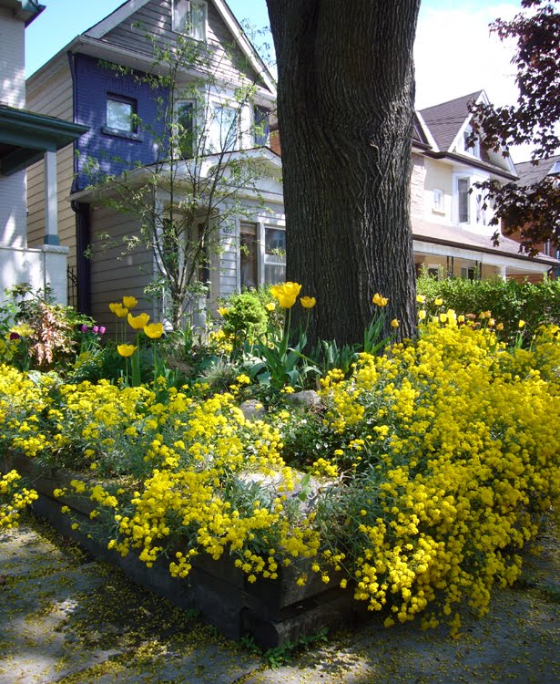 MellowYellowGarden.jpg
