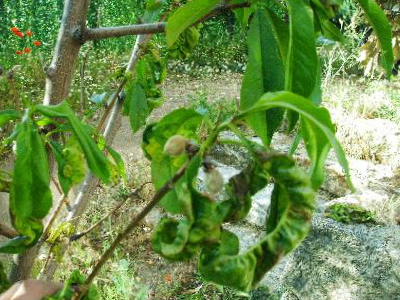 meloc1RubiaPeregrina2.jpg