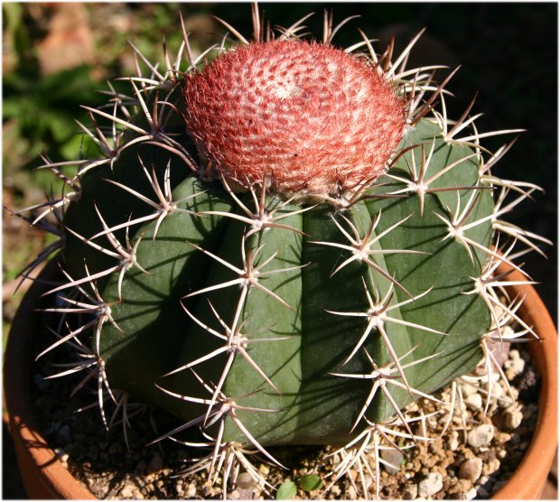 Melocactus%20concinus%2C%20bien.jpg