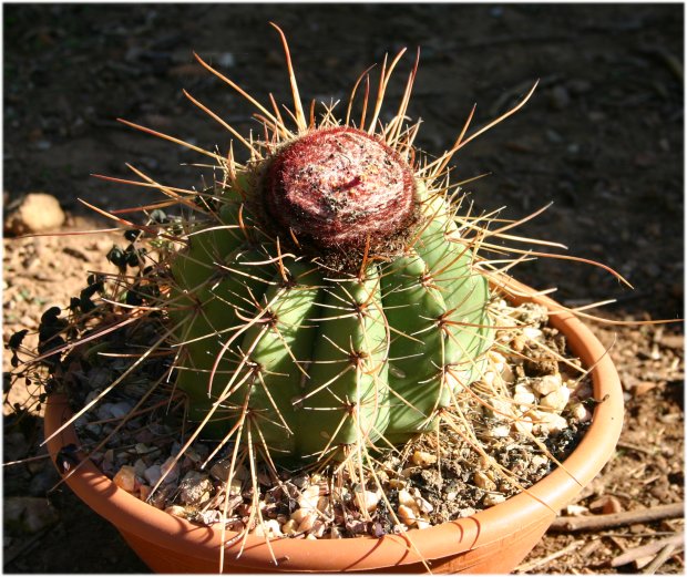 melocactus%20ernestii%20%28longispinus%29.jpg