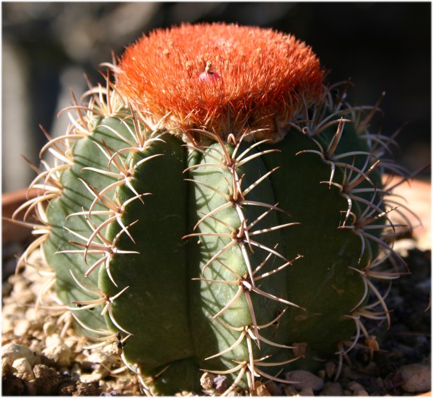 Melocactus%20matanzanus%2Cbien.jpg