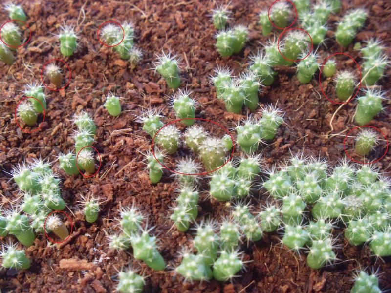 melocactus.jpg