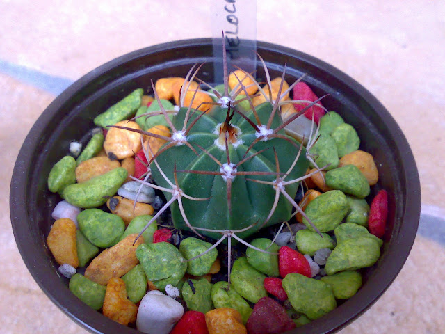 melocactus3%2012-04-10.jpg