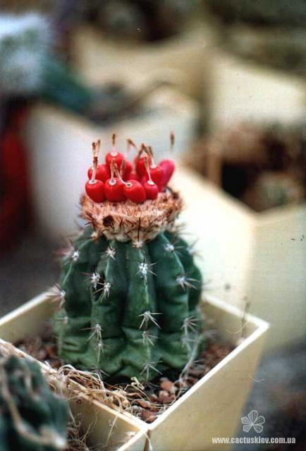 Melocactus_guaricensis.jpg