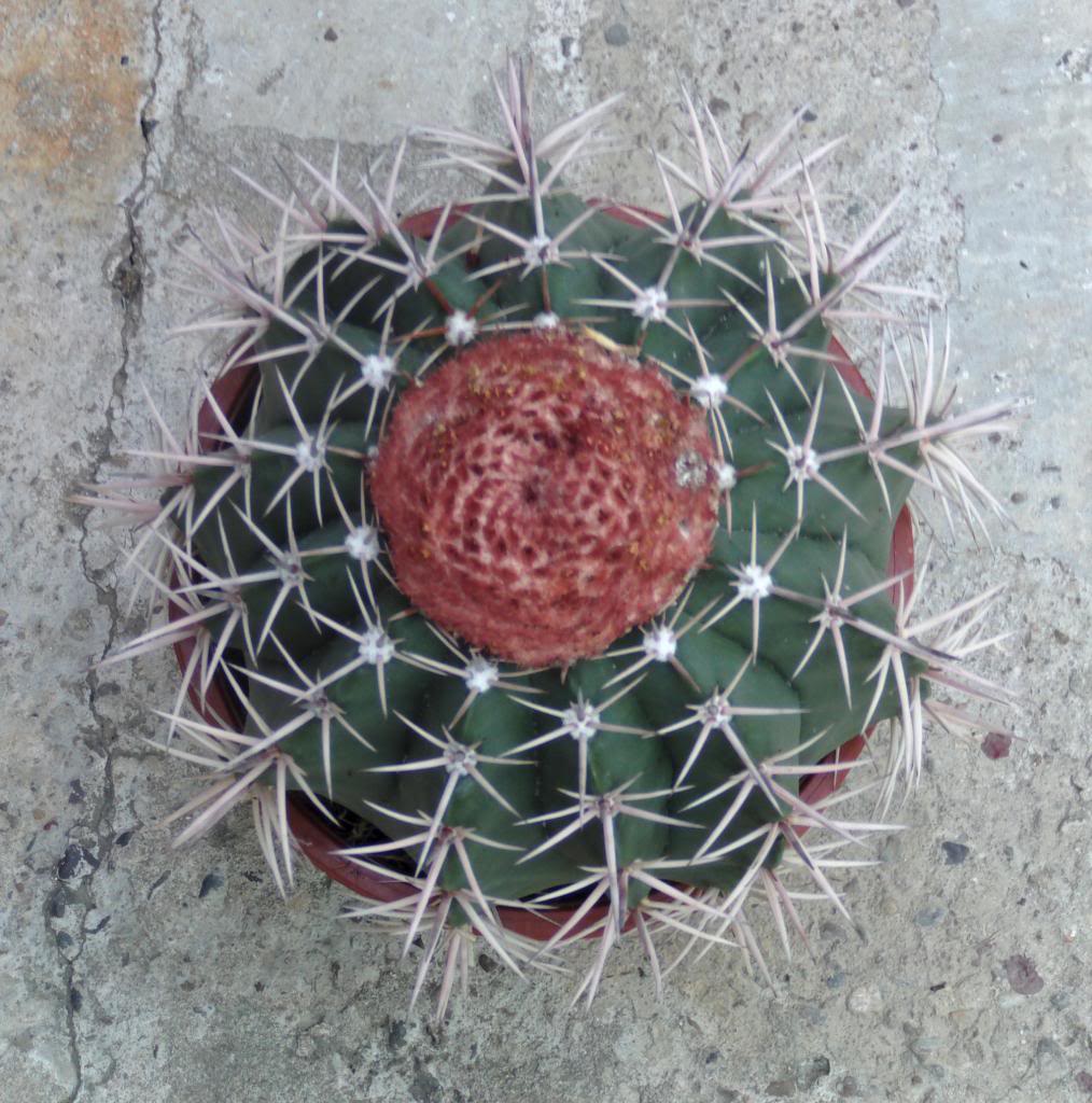 melocactus_zps28727245.jpg