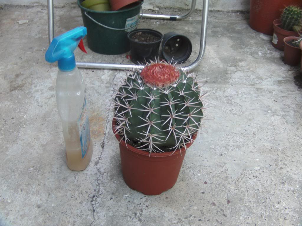Melocactusjuntoabote_zpsff278cb8.jpg