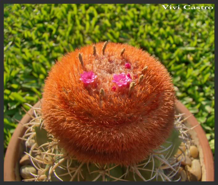 Melocactusmatanzanus.jpg