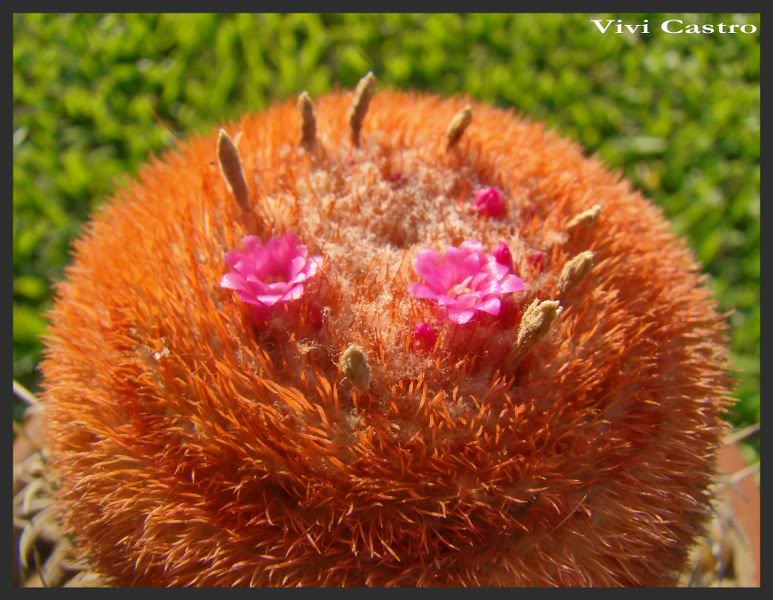 Melocactusmatanzanus2.jpg