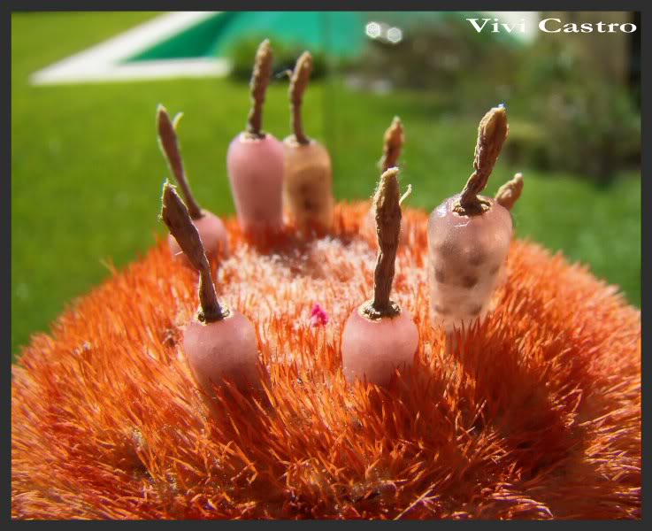 Melocactusmatanzanus5.jpg