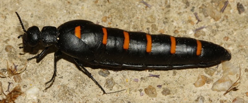 Meloe%20sp_2625.jpg