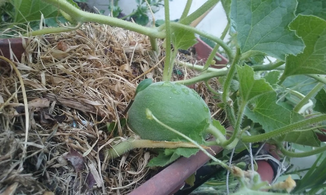 melon1.jpg
