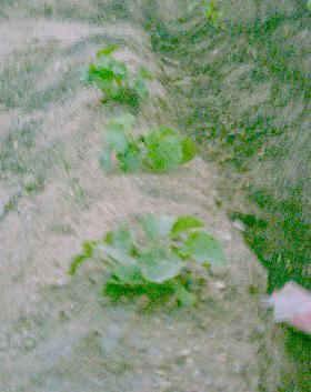 Melones%20peque%F1os.JPG