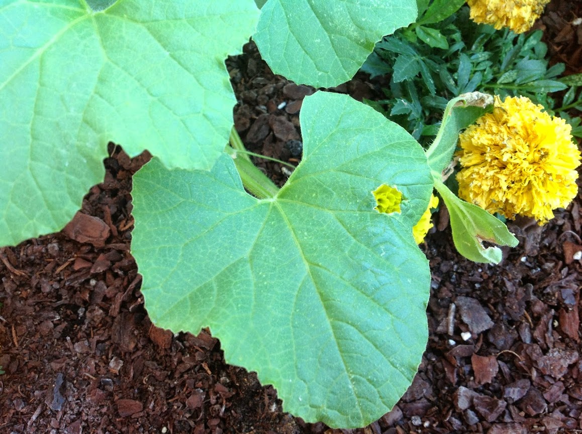 MELONES+%25282%2529.jpg