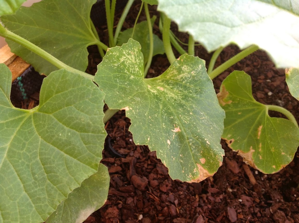 MELONES+%25283%2529.jpg